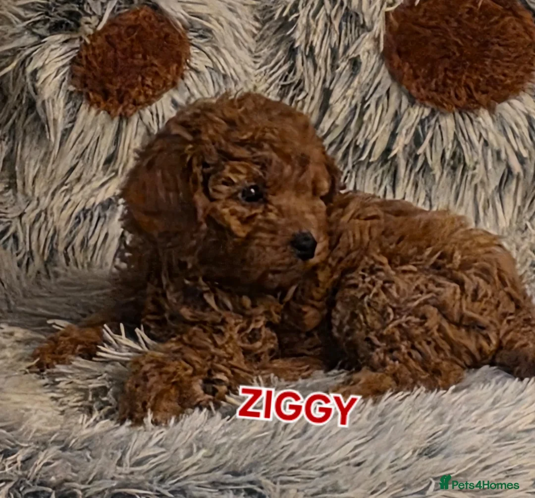 Cavapoo dogs for sale: Cavapoos Fb3. - Advert 5