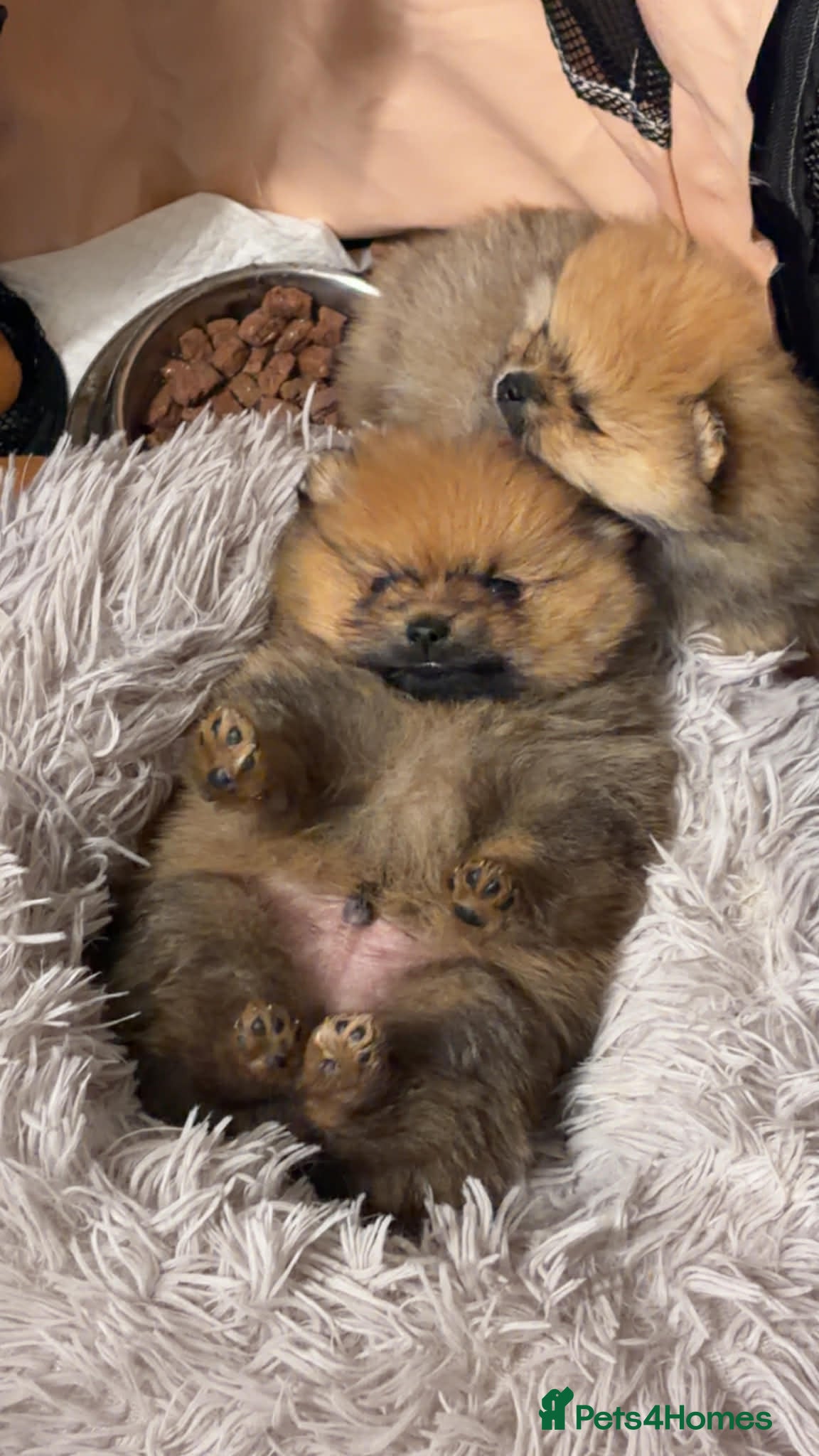 Pomeranian dogs Male pomerian  - Advert 4