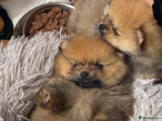 Pomeranian dogs Male pomerian - Advert 4