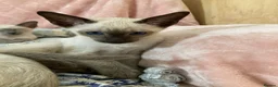 Siamese cats for sale: Siamese kittens - Advert 3