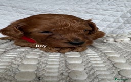 Cavapoo dogs for sale: Beautiful Red F1b Cavapoo Puppies - Advert 19