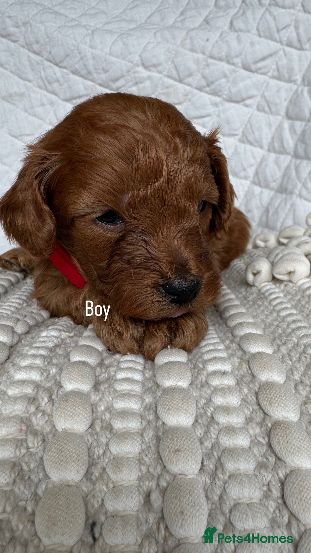 Cavapoo dogs for sale: Beautiful Red F1b Cavapoo Puppies - Advert 19