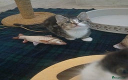 Munchkin cats for sale: Beautiful markings lush coat tabby tuxedo  - Image 39
