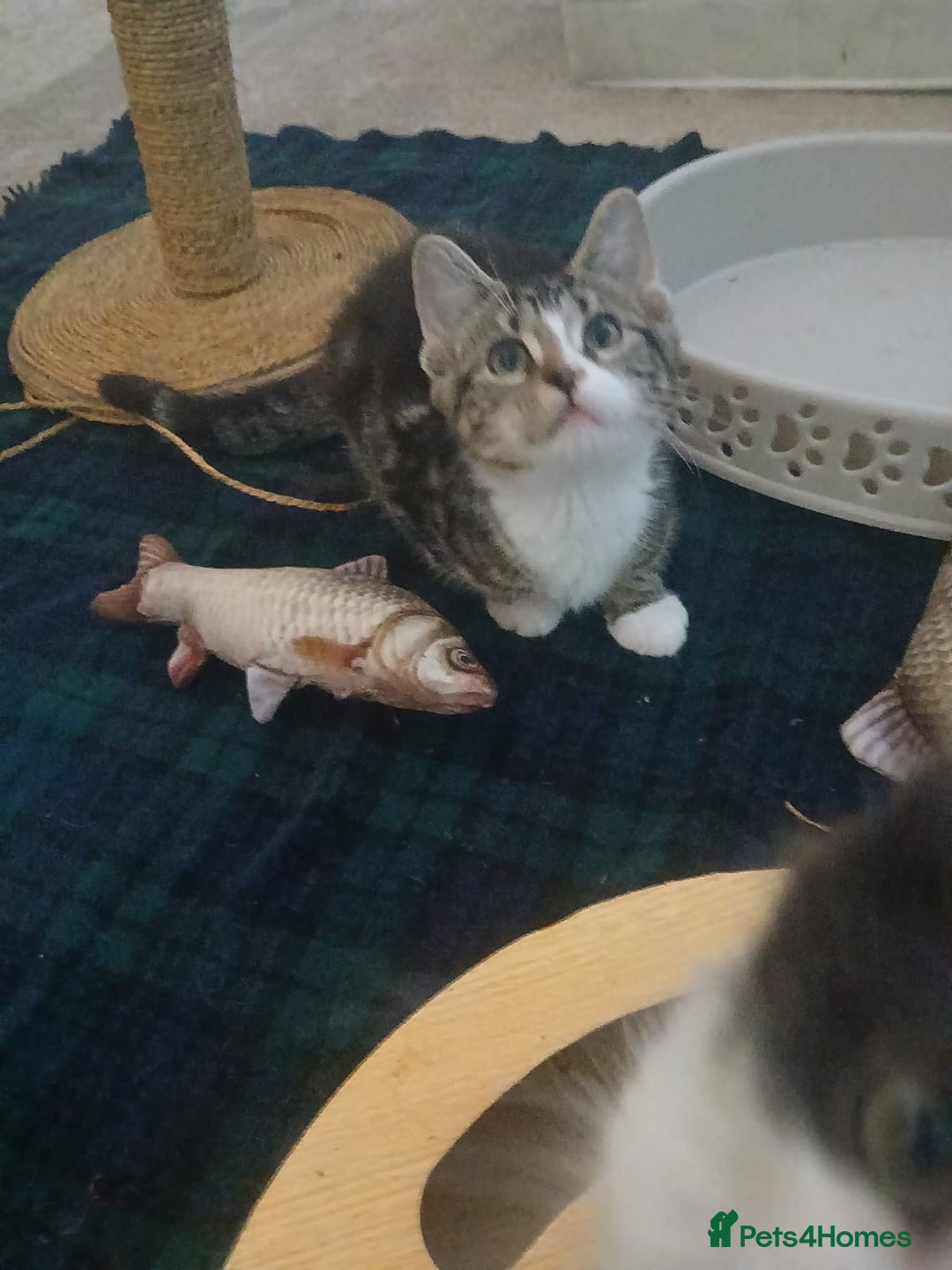 Munchkin cats for sale: Beautiful markings lush coat tabby tuxedo  - Image 39