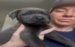 Cane Corso dogs for sale: READY REDUCED CANE CORSO - Image 14