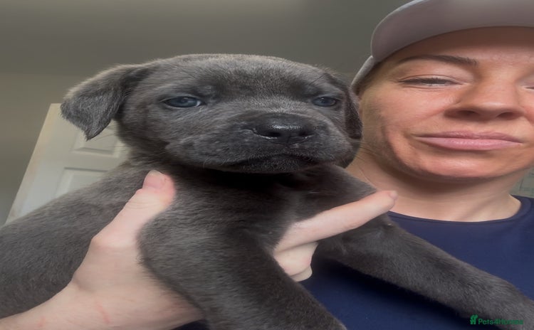 Cane Corso dogs - Advert 4