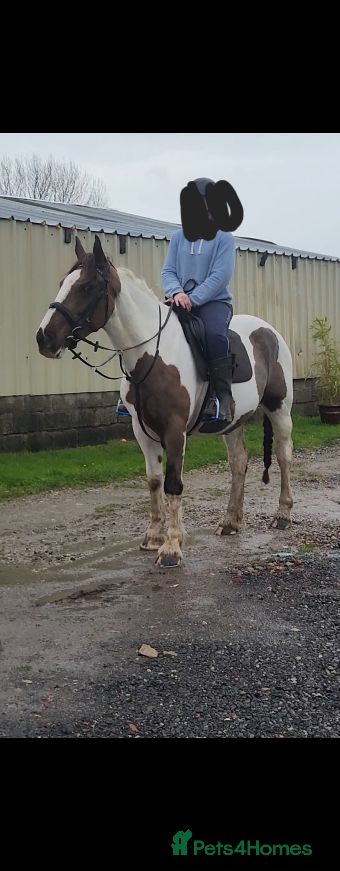 Irish Sports horses for sale: Beautiful irish mare, fab allrounder - Advert 1