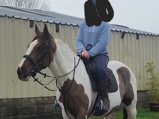 Irish Sports horses Beautiful irish mare, fab allrounder - Advert 1