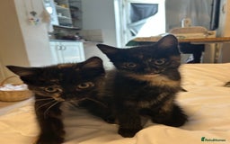 Mixed Breed cats for sale: Kittens looking for a home  - Image 3
