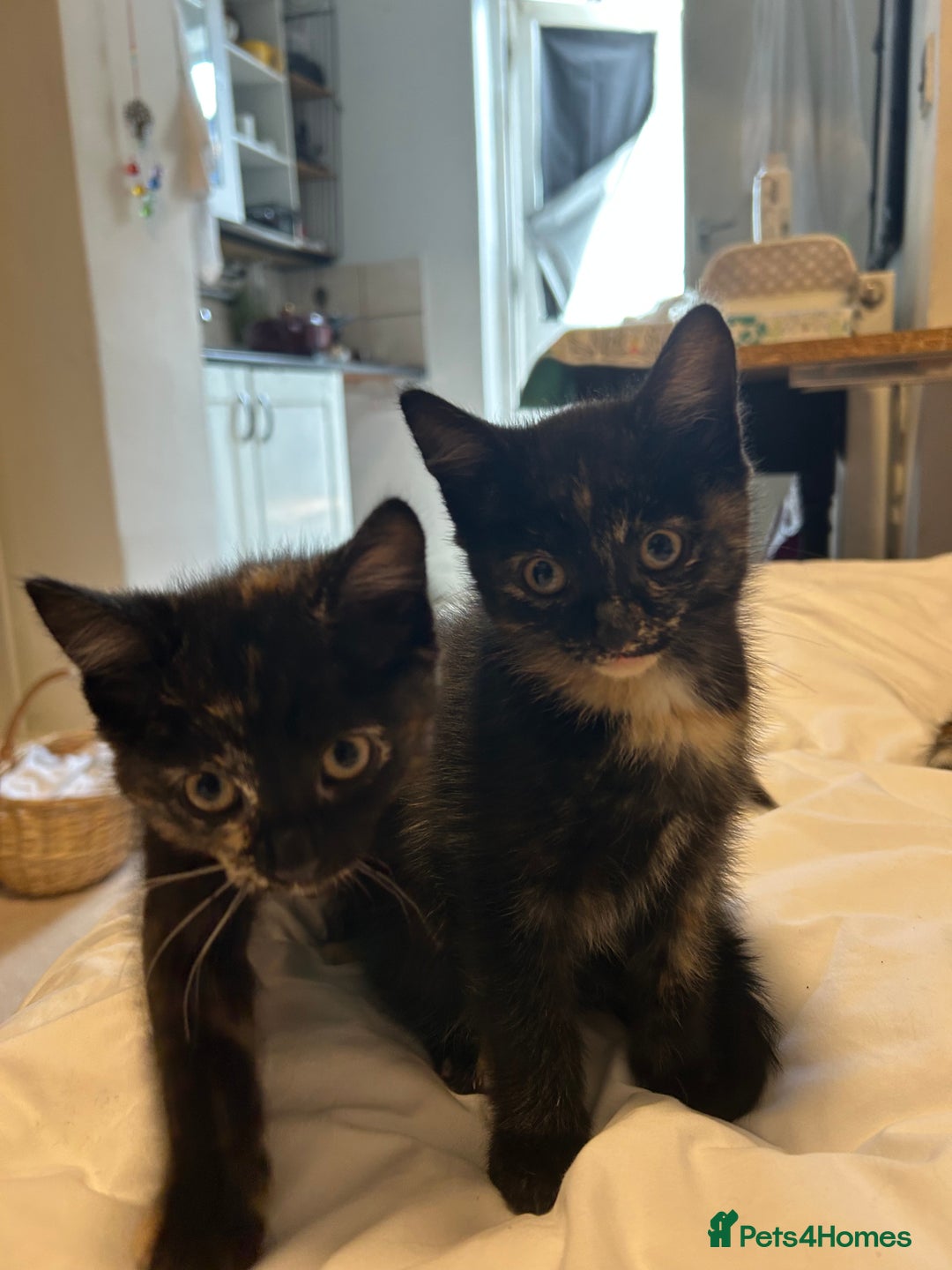 Mixed Breed cats for sale: Kittens looking for a home  - Image 3