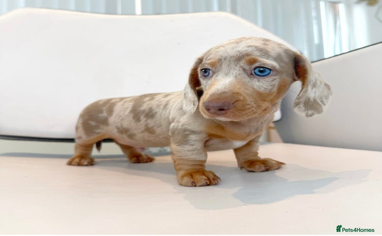 Miniature Dachshund dogs - Advert 1