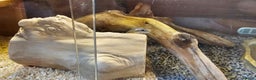 Corn Snake reptiles for sale: Friendly corn snake, vivarium with full set up - Advert 8