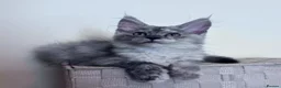 Maine Coon cats for sale: Tica registered girls  - Advert 6