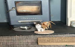 Savannah cats for sale: Savannah  - Image 4