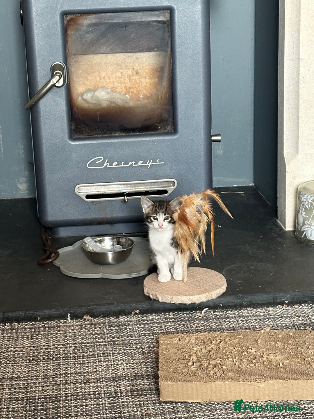 Savannah cats for sale: Savannah  - Image 4