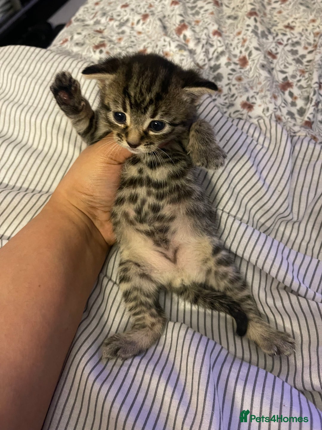 British Longhair cats for sale: 5 Adorable Kittens. Playful & Cute - Image 5