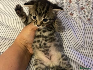 British Longhair cats - Advert 2