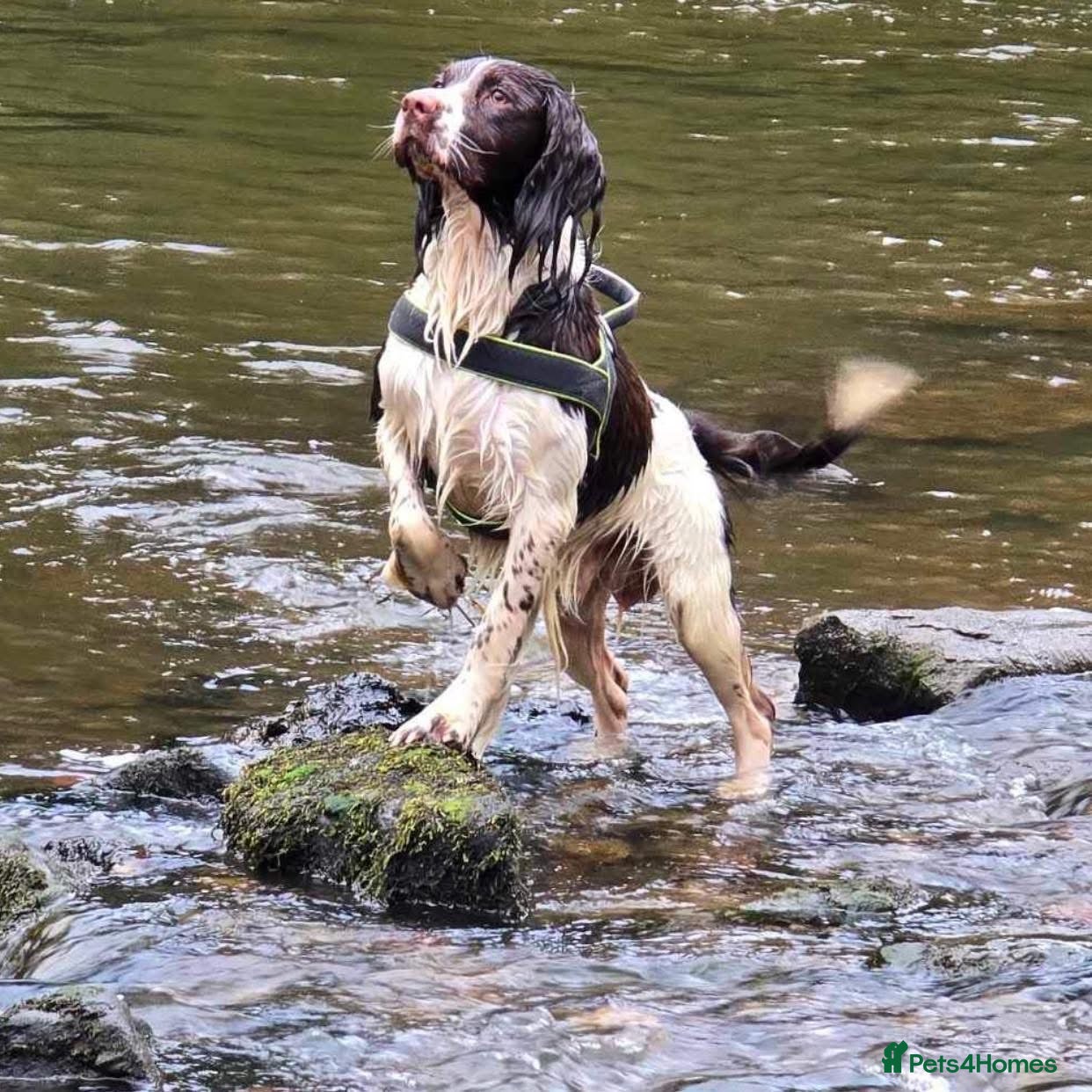 English Springer Spaniel dogs Springer spaniel stud  - Advert 1