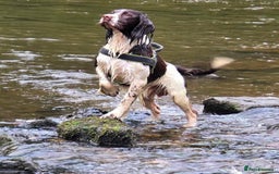 English Springer Spaniel dogs for stud: Springer spaniel stud  - Advert 1