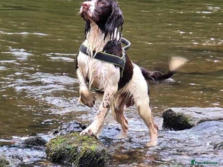 English Springer Spaniel dogs for stud: Springer spaniel stud - Advert 1