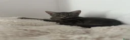 Domestic Shorthair cats for sale: Grey tabby kitten  in West Bromwich - Advert 6