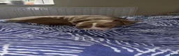 American Bully dogs for sale: This is pip in Gillingham - Advert 2