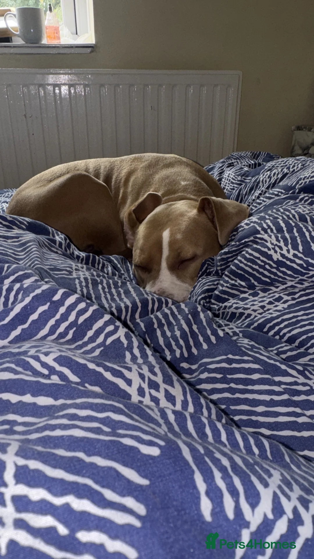 American Bully dogs for sale: This is pip in Gillingham - Advert 2