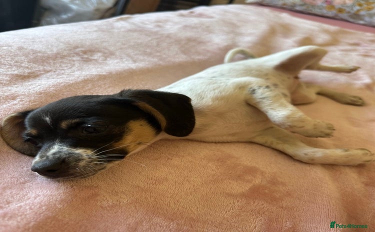 Jack Russell dogs - Advert 9