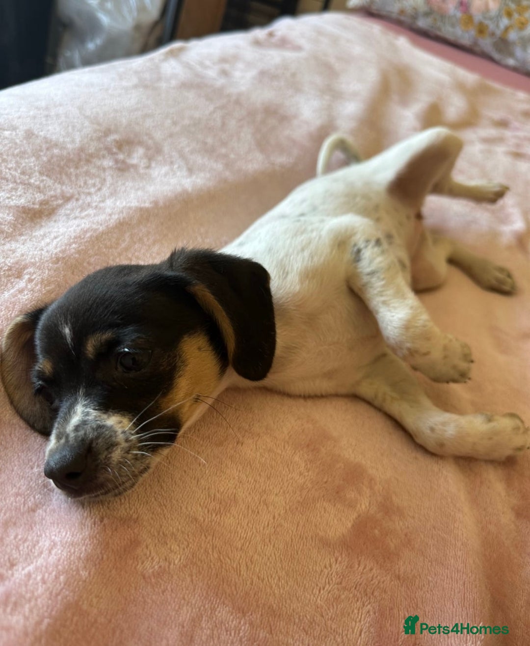 Jack Russell dogs for sale: Jack Russell Girl  - Image 1
