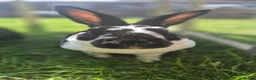 Rex rabbits for sale: Prince Zeus 3.5years old Neutered Vaccinated  - Advert 2
