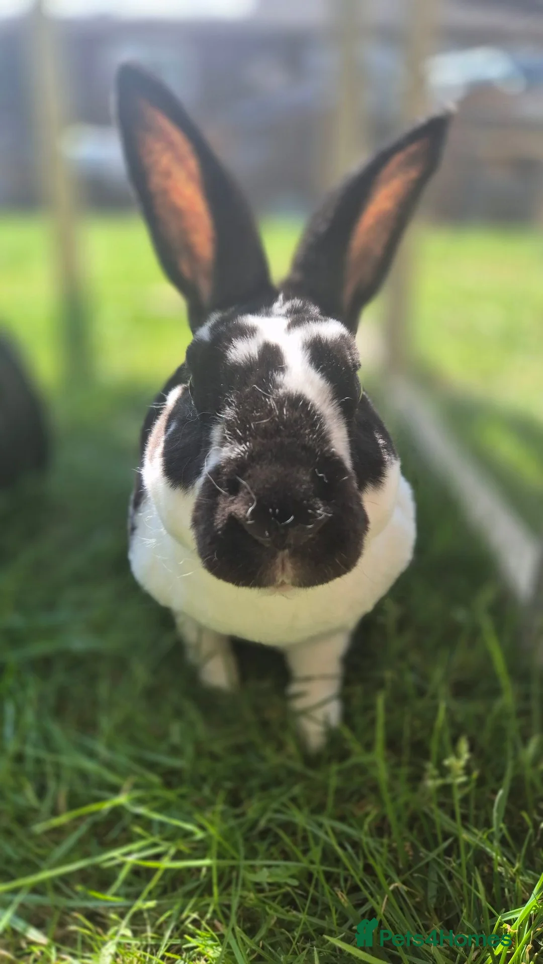 Rex rabbits for sale: Prince Zeus 3.5years old Neutered Vaccinated  - Advert 2
