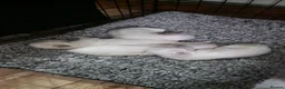 Maltese dogs for sale: Maltese puppy's - Advert 17