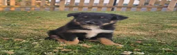 Mixed Breed dogs for sale: 🐶 Gorgeous Border Collie Cross Puppies - Advert 14