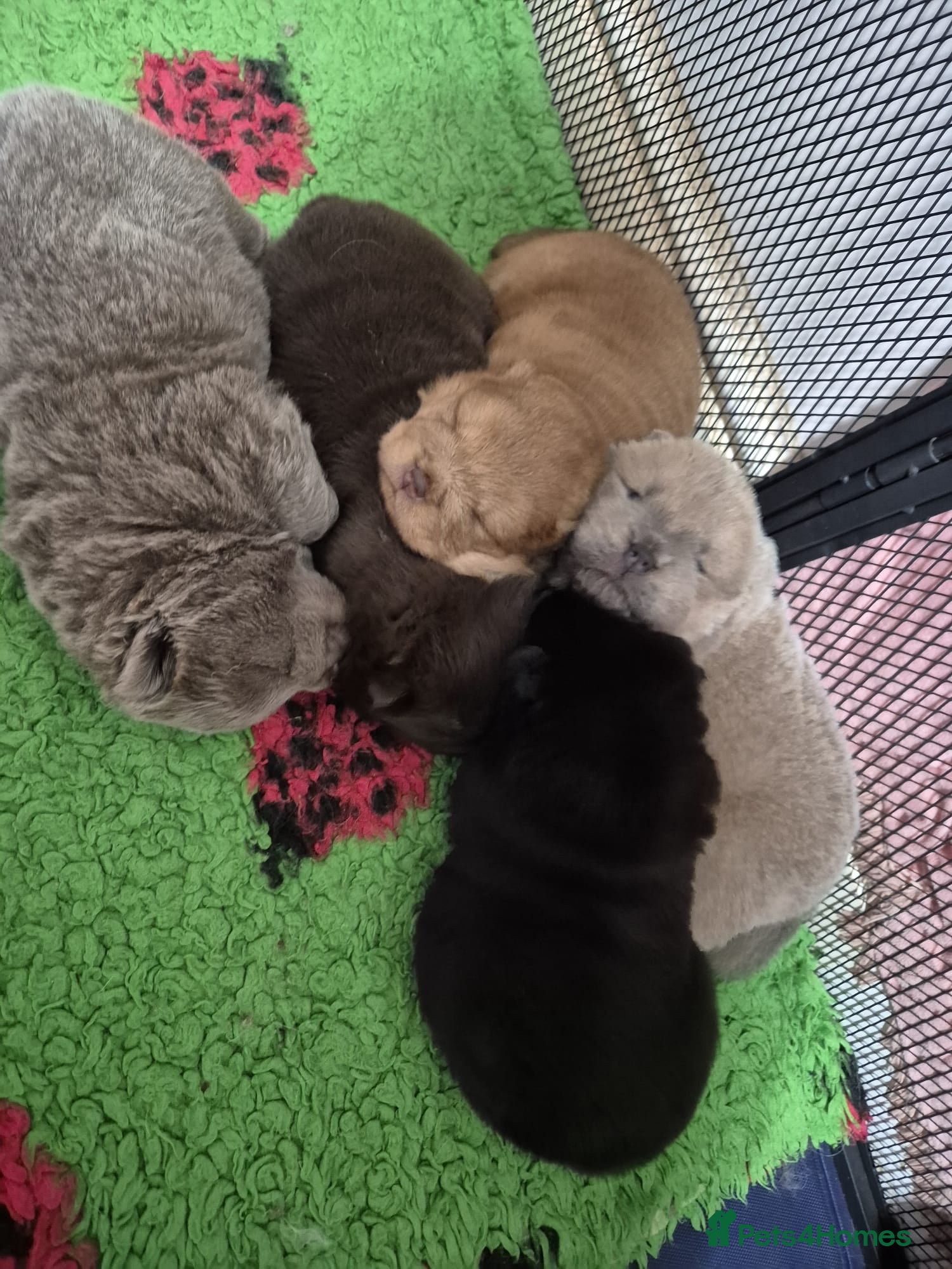 Chow Chow dogs Beautifull teddybear chow chows - Advert 11