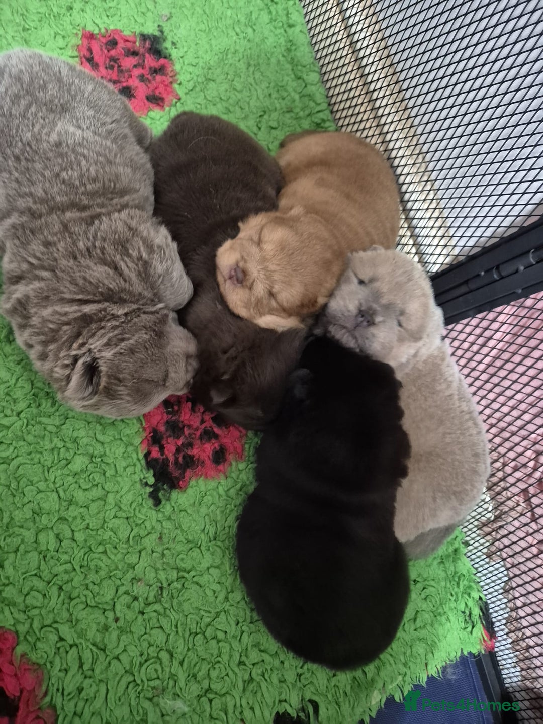 Chow Chow dogs for sale: Beautifull teddybear chow chows - Advert 1