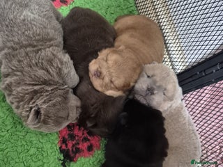 Chow Chow dogs Beautifull teddybear chow chows - Advert 1