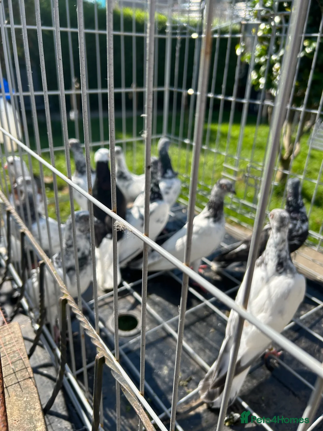 Pigeons birds for sale: Budapest  - Advert 1