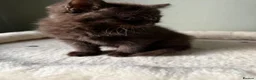 British Shorthair cats for sale: Our Beautiful British Shorthair Kittens - Advert 36