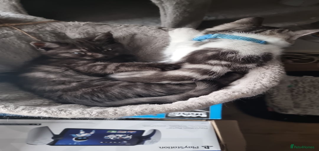 Gallery Image {{count}}