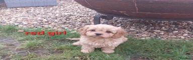 Cavapoo Puppy 3 red