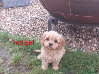 Cavapoo dogs Beautiful F1 Cavapoo's - Advert 10
