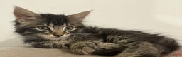 British Longhair cats for sale: Last girl remaining. Pretty long haired 7.5 weeks  - Advert 7