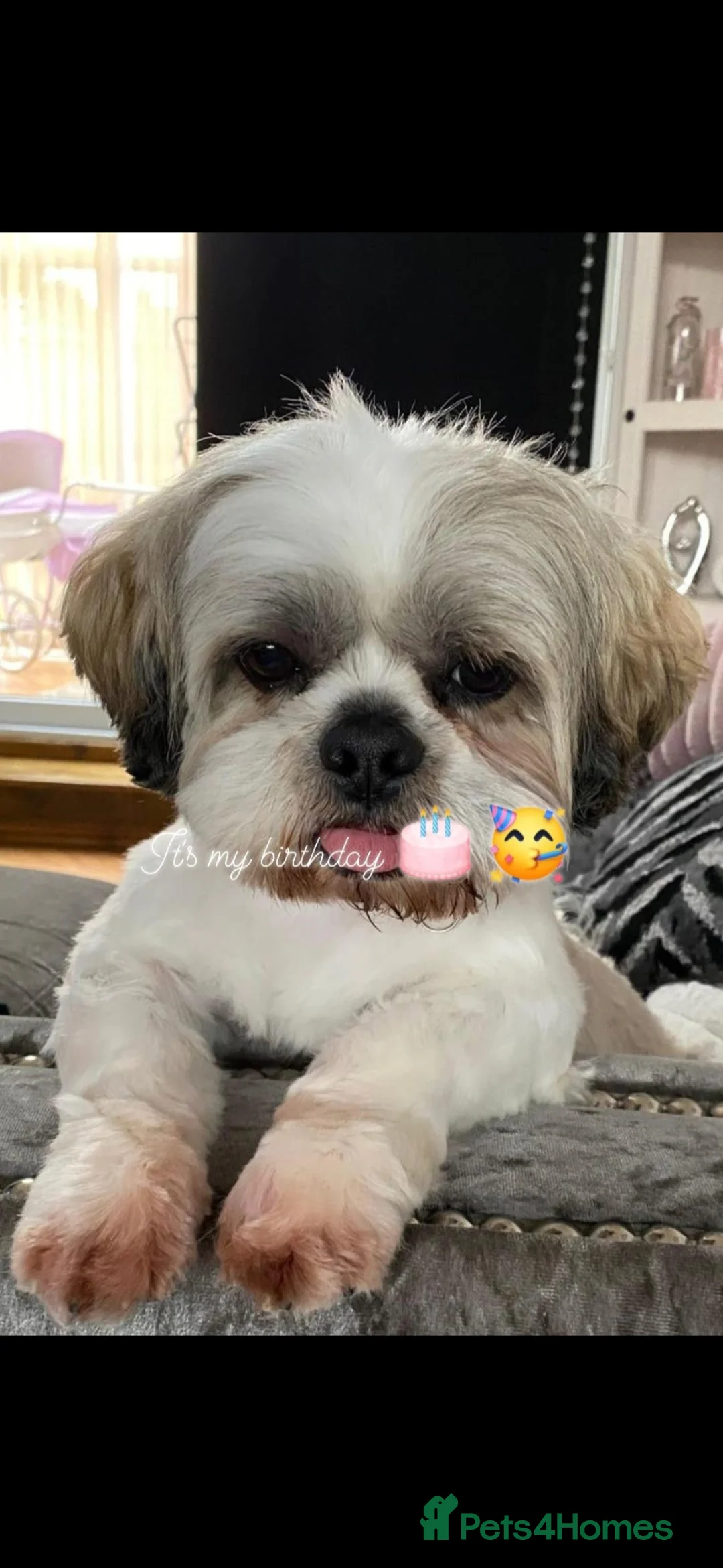 Shih Tzu dogs for sale: 10 year old shih tzu  in York - Advert 1