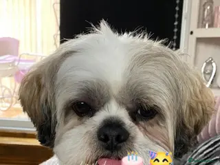 Shih Tzu dogs 10 year old shih tzu - Advert 3