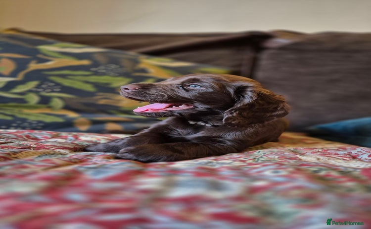 Cocker Spaniel dogs - Advert 14
