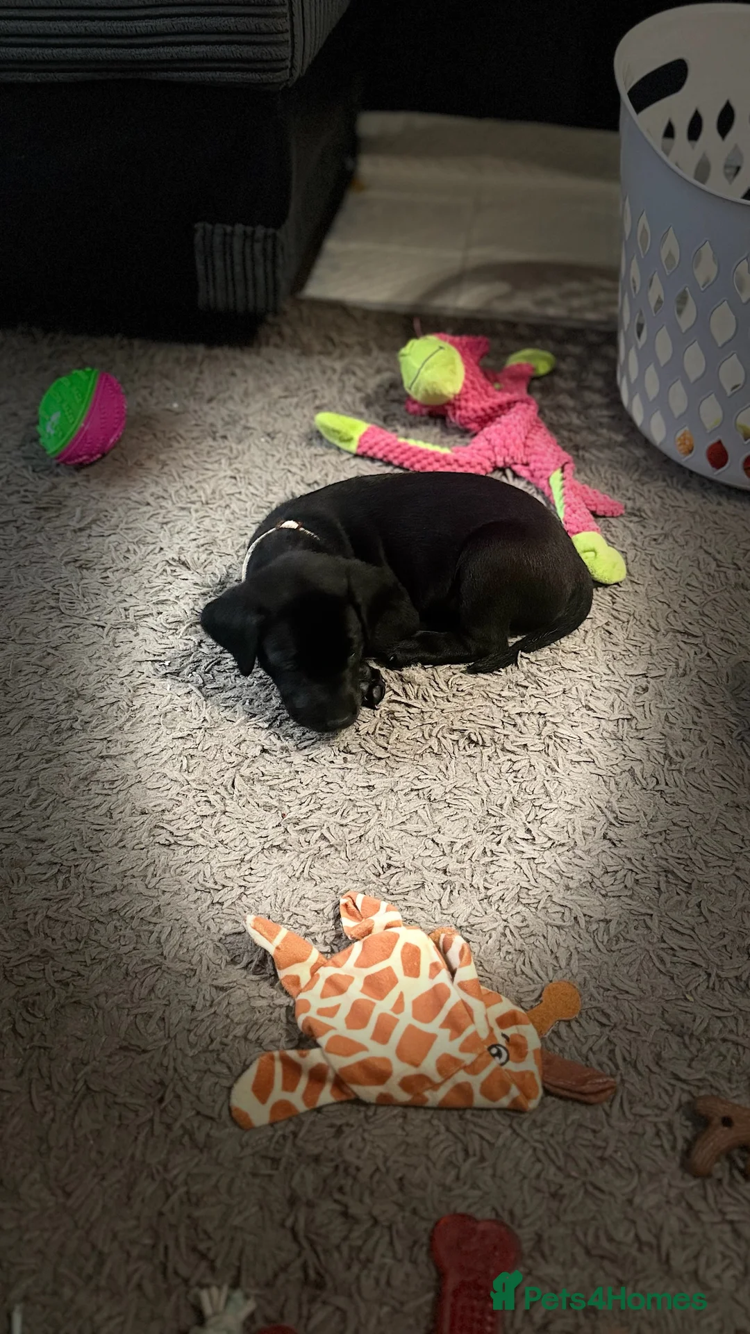 Labrador Retriever dogs for sale: Beautiful Chunky Labrador Puppies  in Alfreton - Advert 14