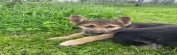German Shepherd dogs for sale: 2 German Shepherd Puppies  in Kilmarnock - Advert 3