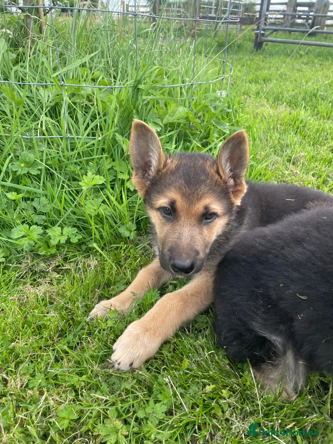 German Shepherd dogs for sale: 2 German Shepherd Puppies  in Kilmarnock - Advert 3