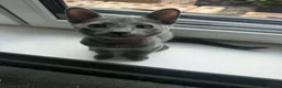 Russian Blue cats for sale: TICA REGISTERED Pure Breed Russian Blue Kittens - Advert 4