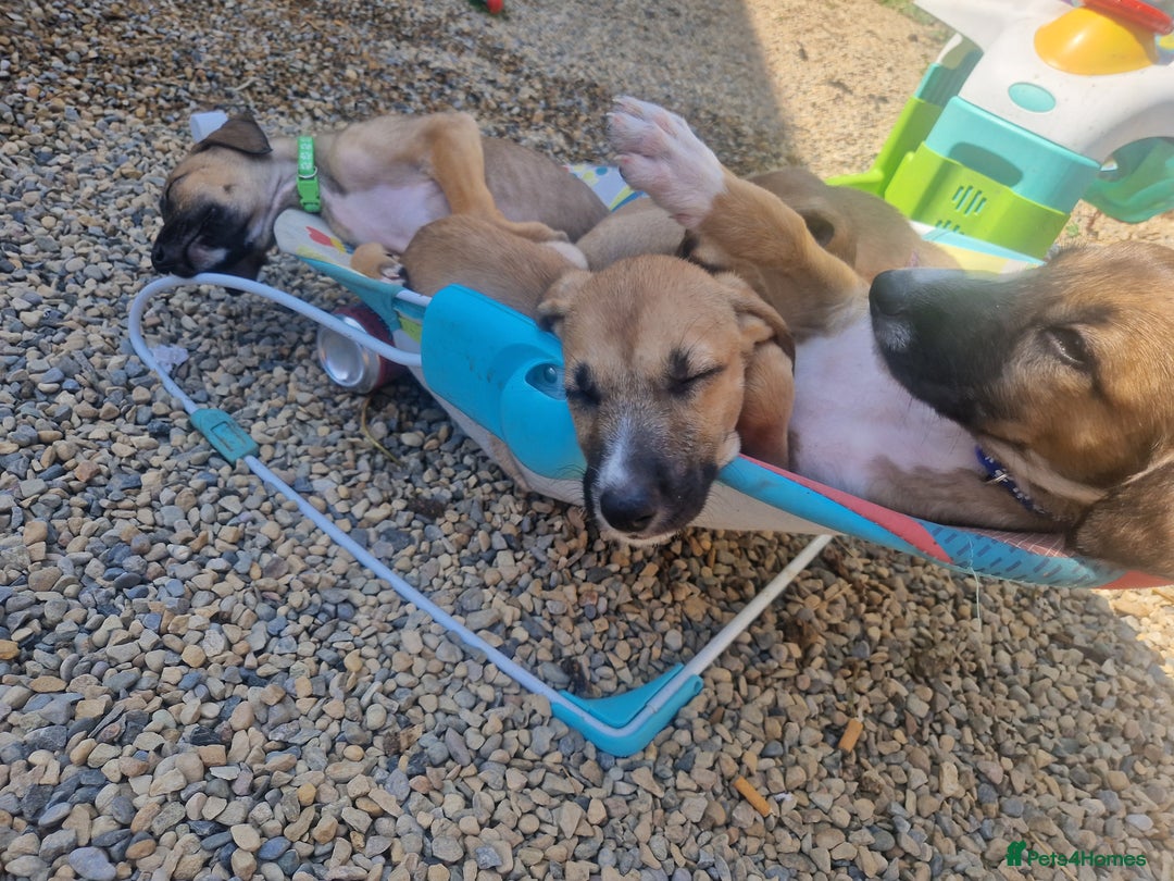 Mixed Breed dogs for sale: Lurcher puppies  - Image 8